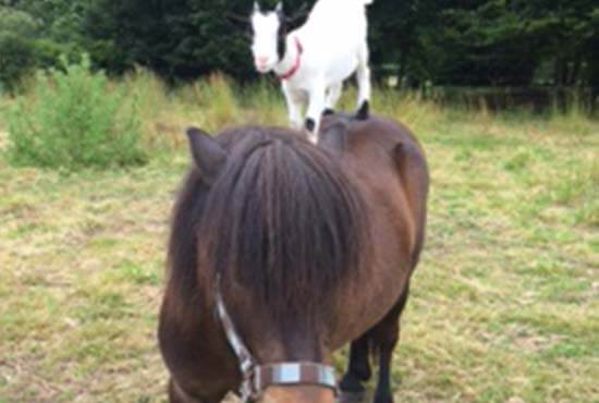 Chèvre sur un poney